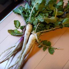 亀戸大根と日野菜セット