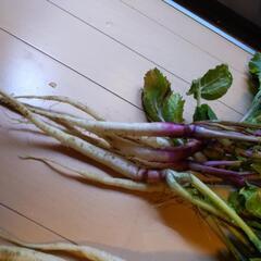 亀戸大根と日野菜セットの画像