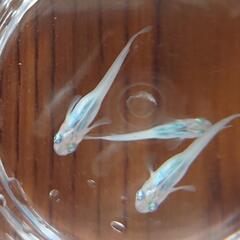 メダカ めだか 「しずく」稚魚 1匹 100円の画像