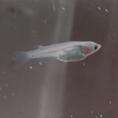 メダカ めだか 「しずく」稚魚 1匹 100円の画像