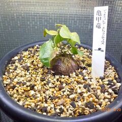 実生株 亀甲竜 ディオスコレア エレファンティペス 購入当時24...