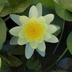 温帯睡蓮2の画像