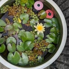 温帯睡蓮2の画像