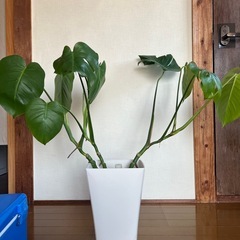 観葉植物　モンステラ　今日明日限定価格！の画像