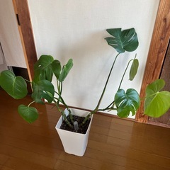 観葉植物　モンステラ　今日明日限定価格！