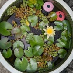 温帯睡蓮4の画像