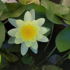 温帯睡蓮4の画像