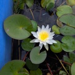 温帯睡蓮4の画像