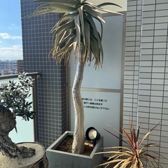 アロエ・ディコトマ
