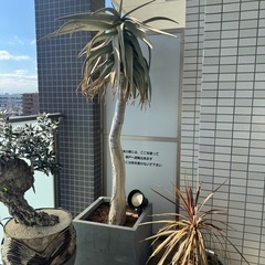 アロエ・ディコトマ
の画像