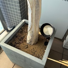 アロエ・ディコトマ
の画像