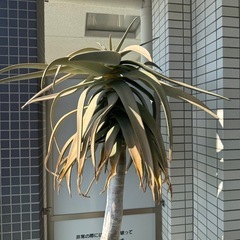 アロエ・ディコトマ
の画像