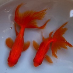金魚 2匹