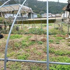【決まりました】ハウス　鉄骨の画像