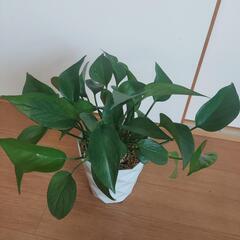 🍃ポトス パーフェクトグリーン🍃