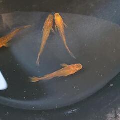 飛燕  メダカ  3ペア