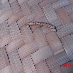 竹製せいろの画像