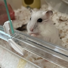 ジャンガリアンハムスター里親募集