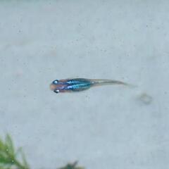 メダカ めだか 「しずく」稚魚 1匹 100円の画像