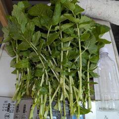 [無農薬]　大根の葉っぱ