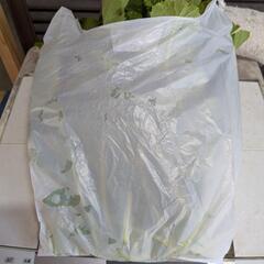 [無農薬]　大根の葉っぱの画像