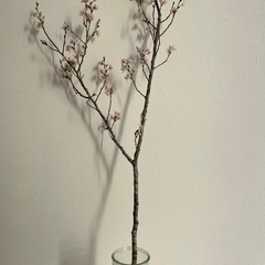 桜　花