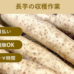 ＼日払い・1日OK！／もくもく作業！ながいもの収穫補助・支柱集め