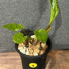 【再値下】ドリミオプシス②