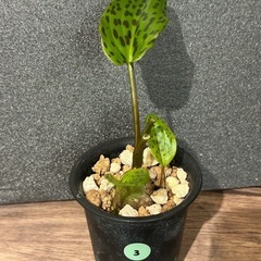 【再値下】ドリミオプシス③