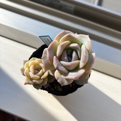 多肉植物:アッパリションの画像