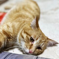 里親さん決まりました！　生後11か月　茶トラ繊細なせん君 