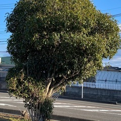 金木犀譲ります