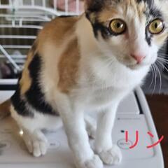 懐こい三毛猫リンちゃん〜ウイルス検査済