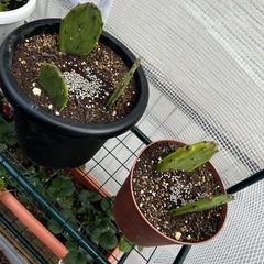 うちわサボテン