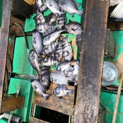 釣魚、調理の画像