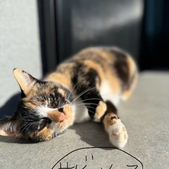 野良猫飼い主募集