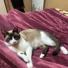 1歳ぐらいの可愛いシンバちゃん❤︎ 