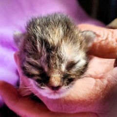 トライアル中、３月１８日、玄関前に捨てられていた子猫を保護しました