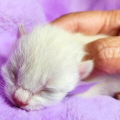 トライアル予定、３月１８日、玄関前に捨てられていた子猫を保護しま...