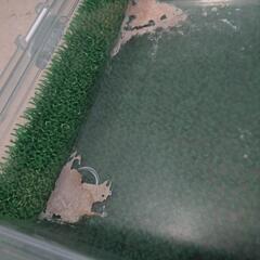 ハムスターケージの画像