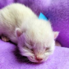 トライアル中、３月１８日、玄関前に捨てられていた子猫を保護しまし...