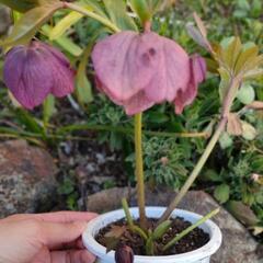 クリスマスローズ　開花苗　植物　花　