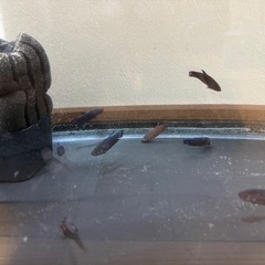 ベタ メス 16匹