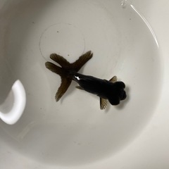 金魚・出目金・チビ出目・一匹100円〜・100匹まで対応可能・特価の画像