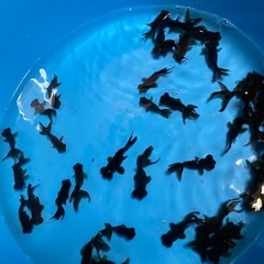 金魚・出目金・チビ出目・一匹100円〜・100匹まで対応可能・特価の画像