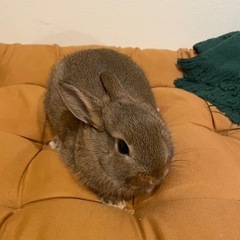 親子うさぎ