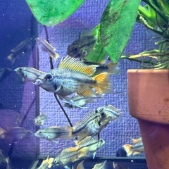 アピストグラマカカトゥオイデスメガオレンジ　1匹　複数購入割引します！ の画像