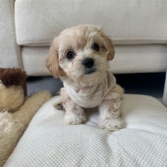 【飼い主様決まりました】ビションフリーゼ×Mダックスの女の子🌼