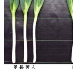 足長美人というネギを探しています
