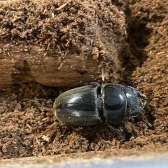 【締切】スマトラオオヒラタクワガタ 幼虫15頭セットの画像
